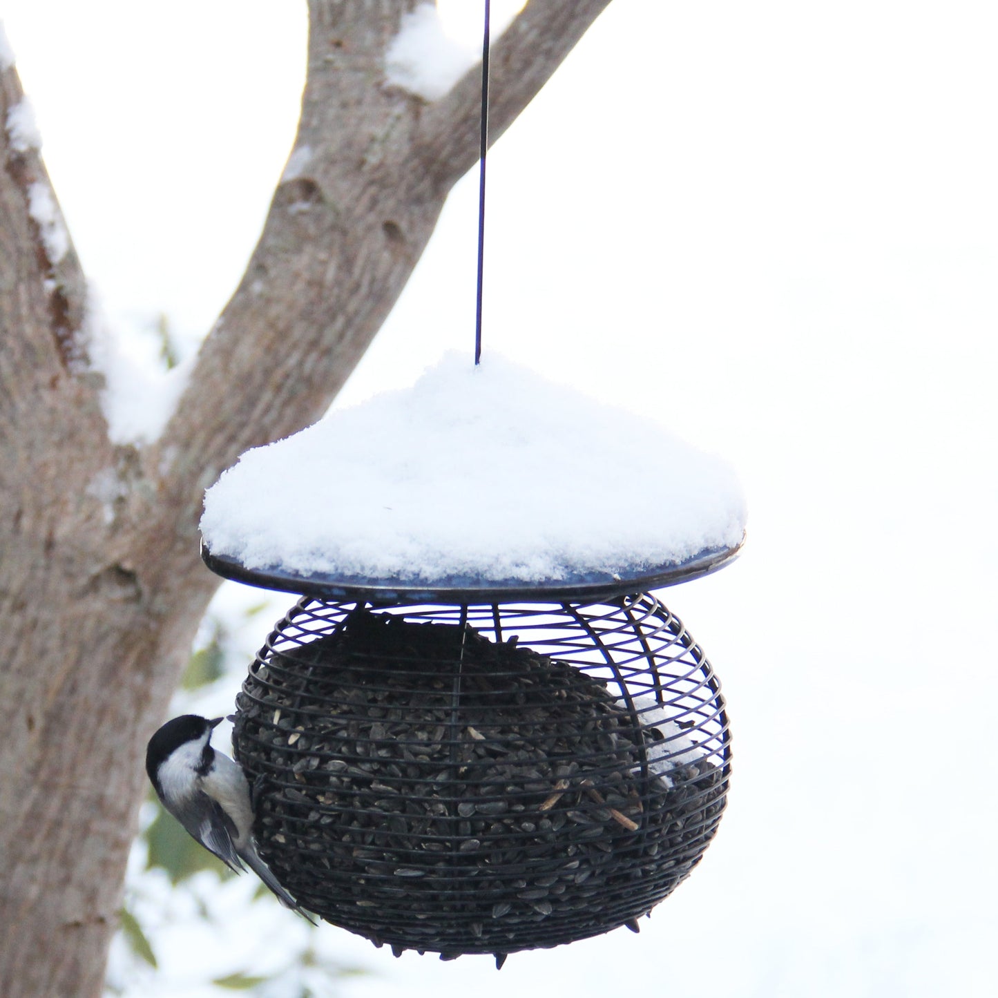 Sphere Bird Feeder